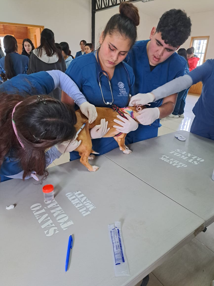 Estudiantes de Técnico en Veterinaria y Producción Pec ...