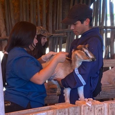 Estudiantes de técnico en veterinaria realizan operativo sanitario de ganado caprino