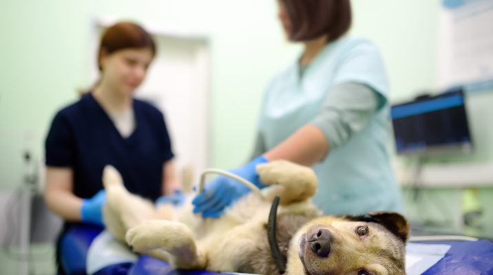 Técnico en Veterinaria y Producción Pecuaria